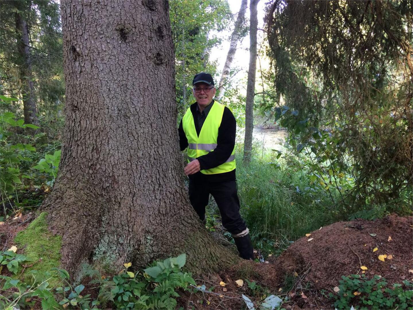 Keski-Pohjanmaan paksuin puu löytyy Kokkolan Englanninpuistosta |  Keskipohjanmaa