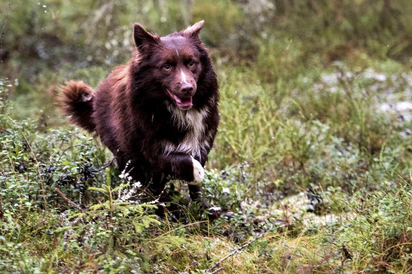 Suomessa ei ole havaittu Norjan kaltaista epidemiaa koirien sairastumisissa  – Kennelliitto kehottaa varovaisuuteen koirien kanssakäymisessä |  Keskipohjanmaa