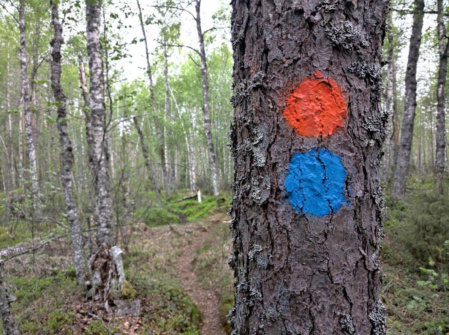 Oranssit reittimerkit puissa ohjaavat 77 kilometrin mittaiselle Peuran polun runkoreitille Perhosta Reisjärvelle. Siniset täplät taas ovat Koirasalmesta lähtevän rengasreitin Hirvaan kierroksen merkit. 