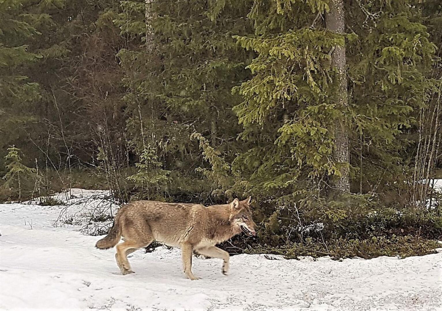 Nurmijärveläinen Mika Harju kuvasi äskettäin suden Haapaveden ja Ylivieskan välisellä tiellä. Tämä susi ei liity Kärsämäen tapaukseen.