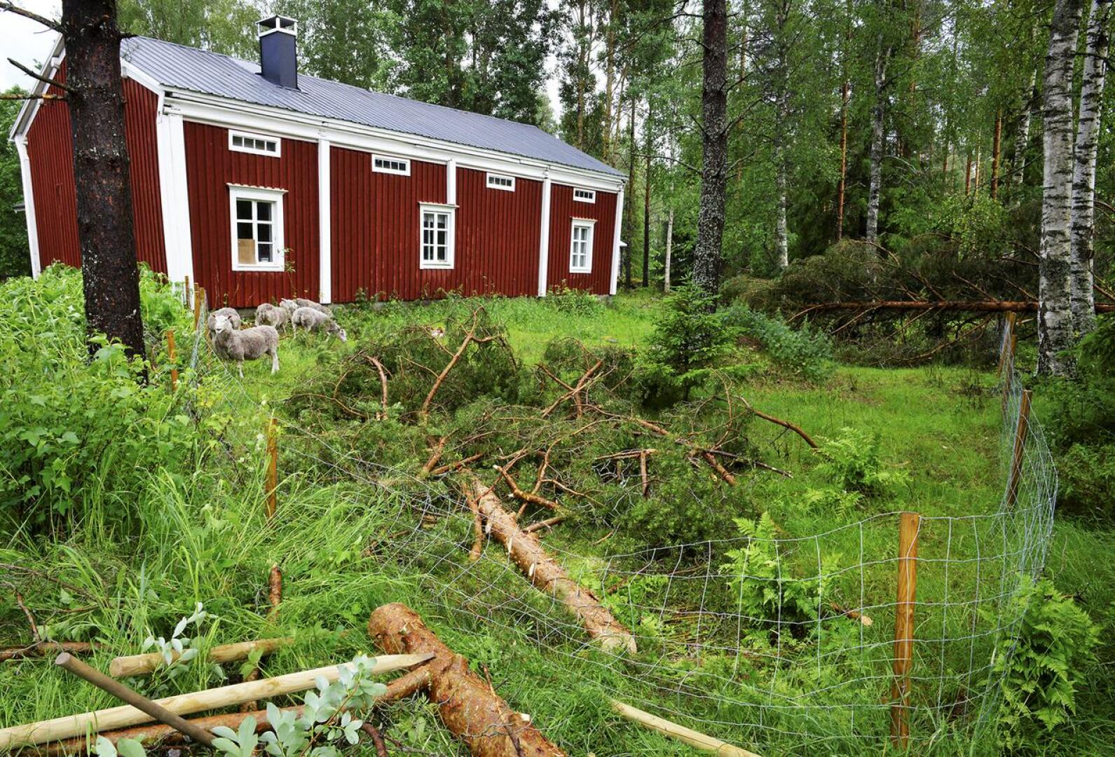 Myrskyn kaatamat puut aiheuttivat vahinkoa Taide Vionojan pihapiirissä Ullavan Haapalassa.