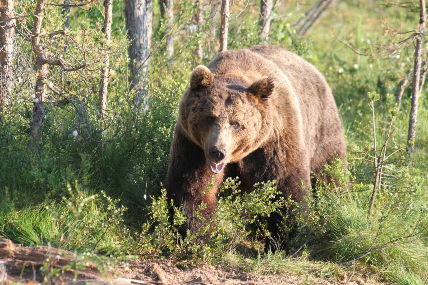 Karhukannan hoidon päätavoitteita ovat tällä hetkellä suotuisan suojelutason säilyttäminen ja karhun ihmisarkuuden ylläpito.