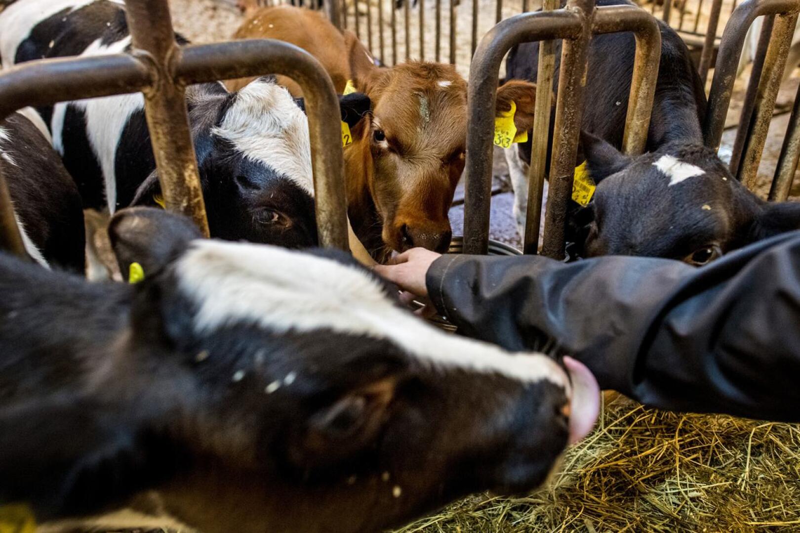 Vuonna 2014 tapahtumien pakoteseuraamukset ovat iskeneet koviten maidontuotantoon. Kuvituskuva. 