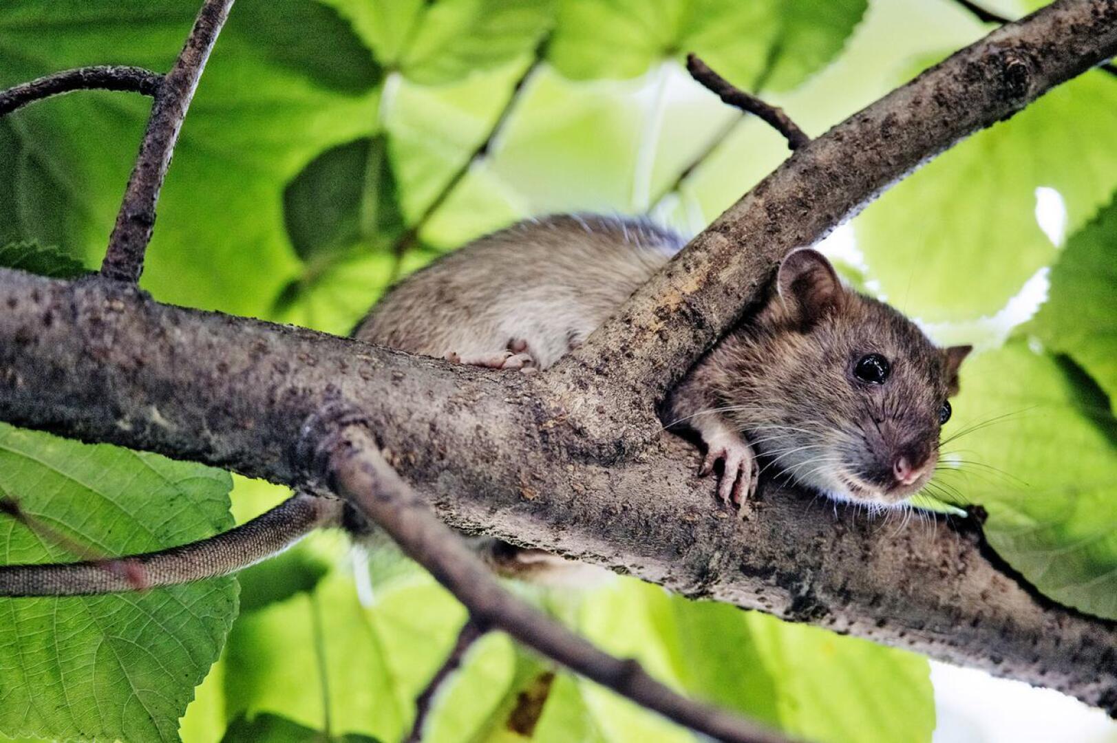 Rottia saattaa keväällä ja kesällä olla huomattavasti enemmän kuin yleensä. Jyrsijöiden määrään ja liikkeisiin vaikuttaa leudon talven ohella koronavirustilanne sekä sen kehittyminen. Tuhoja on odotettavissa myös paikoissa, joissa niiltä on yleensä vältytty.