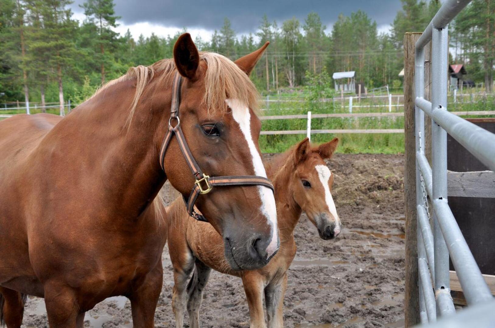 Rovaniemen hovioikeuden päätöksen mukaan yrittäjä oli rikkonut työturvallisuuslakia muun muassa kun ei ollut korjannut ulkotarhan nauha-aitaa riittävän vahvaksi. Arkistokuvan hevoset ja tarha eivät liity tapaukseen.