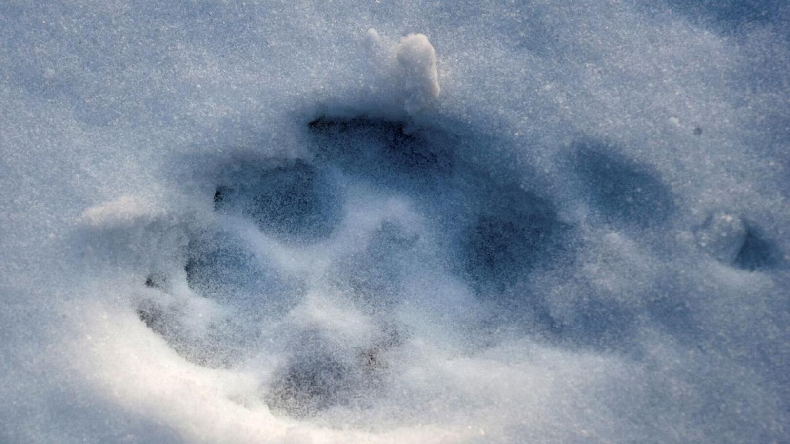 Poliisi kertoo, että lumijälkien perusteella suden havaittiin liikkuvan kolmella jalalla.