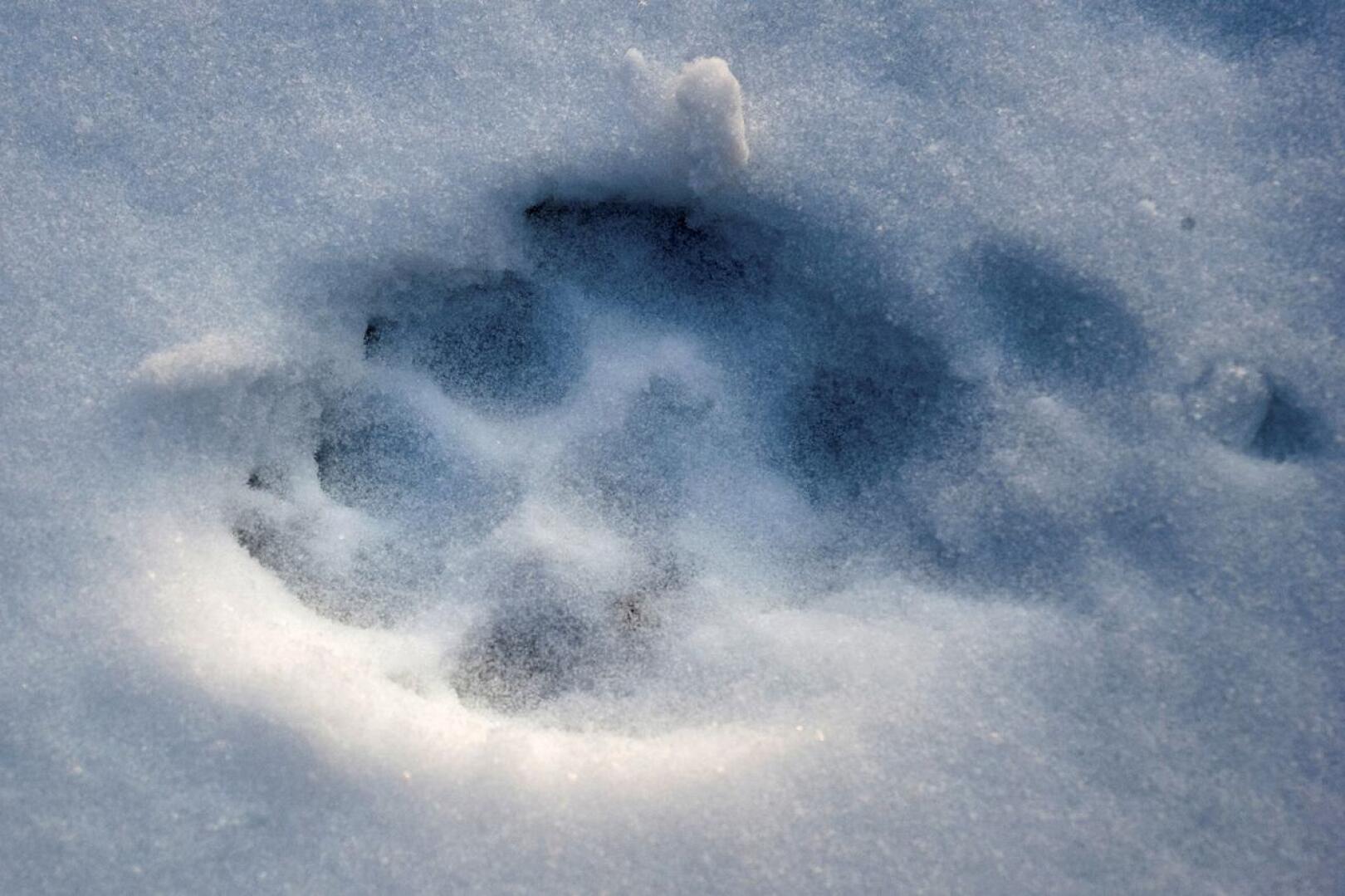 Poliisi kertoo, että lumijälkien perusteella suden havaittiin liikkuvan kolmella jalalla.