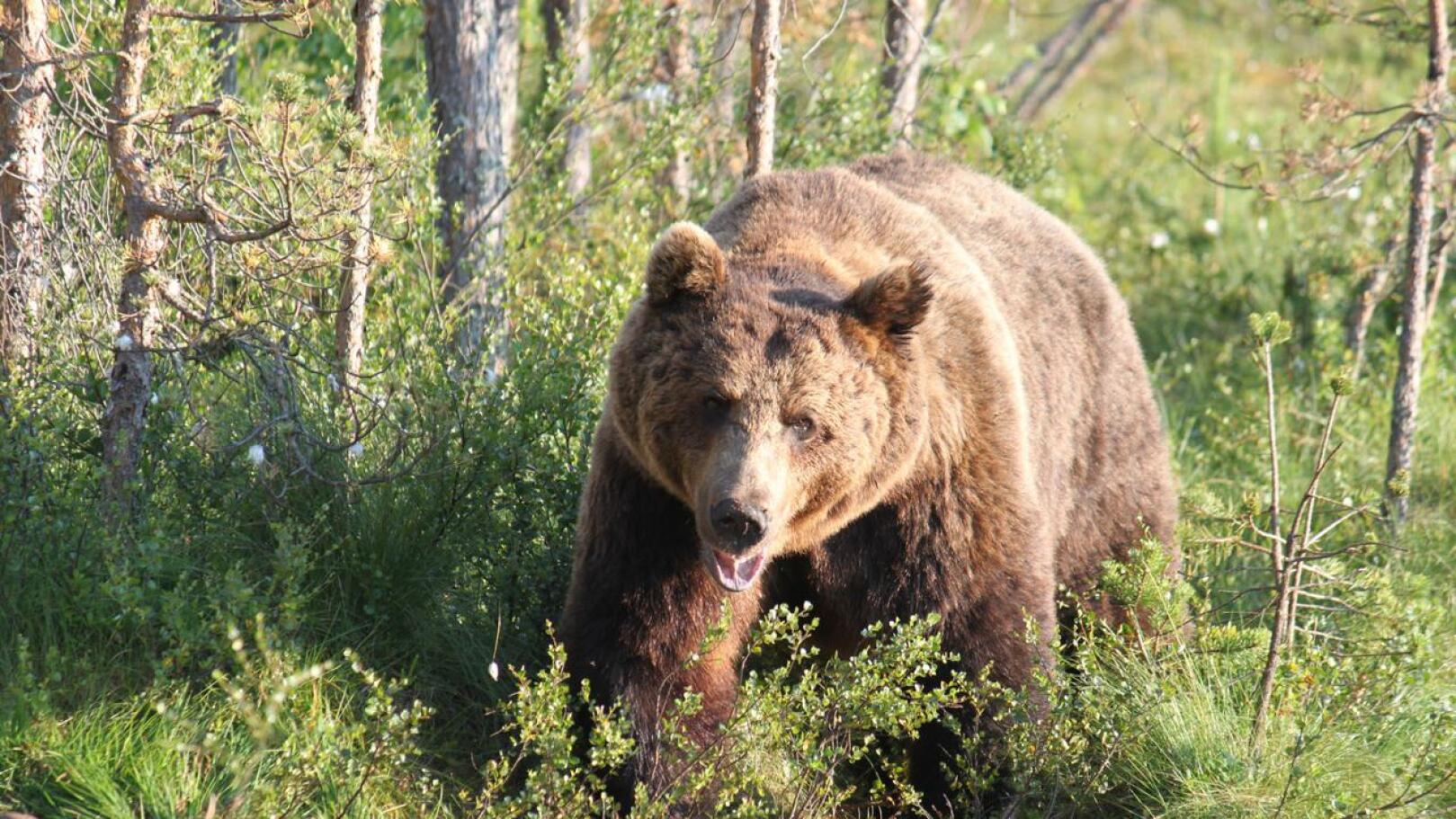 Karhukannan hoidon päätavoitteita ovat tällä hetkellä suotuisan suojelutason säilyttäminen ja karhun ihmisarkuuden ylläpito.