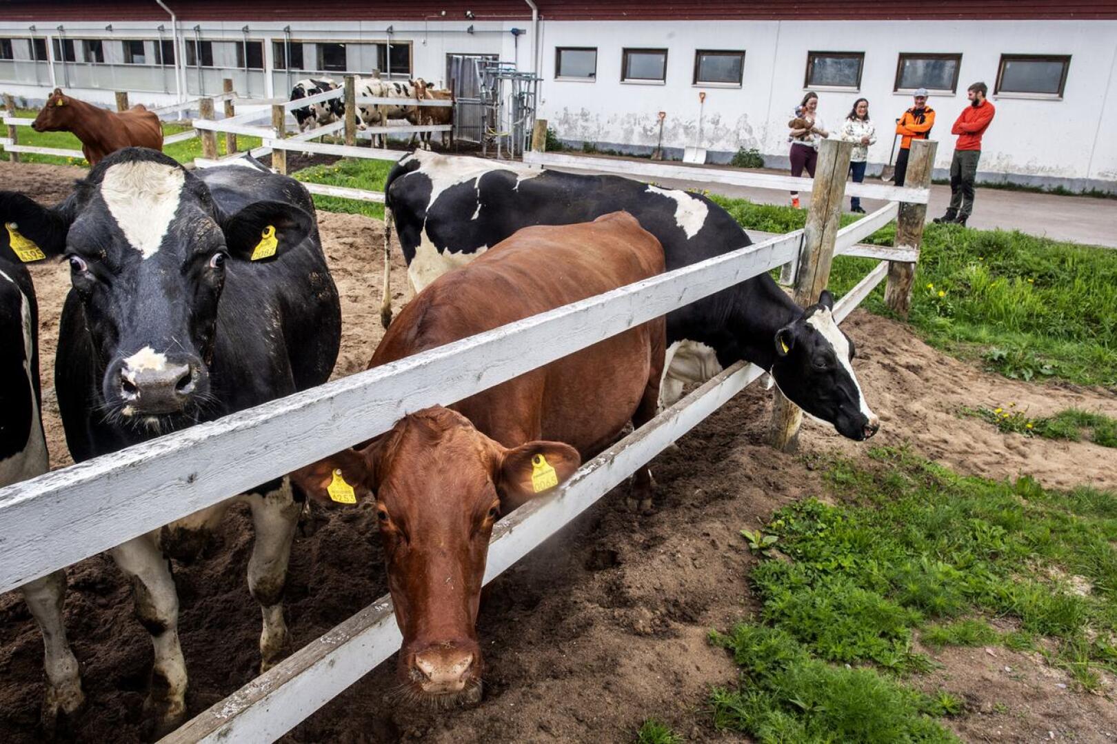 Madetojilla on pihattonavetassa noin 70 lypsävää lehmää. Lisäksi he kasvattavat sonneja teuraaksi.