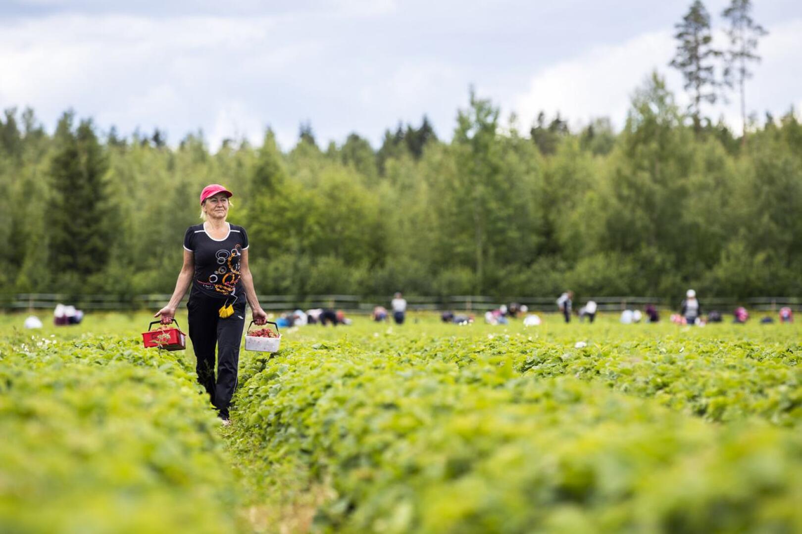 Viime kesänä ukrainalaisia kausityöntekijöitä riitti. Sairaanhoitaja Svetlana Kleochkina oli tullut Suomeen poimimaan mansikoita jo 11 kesänä.