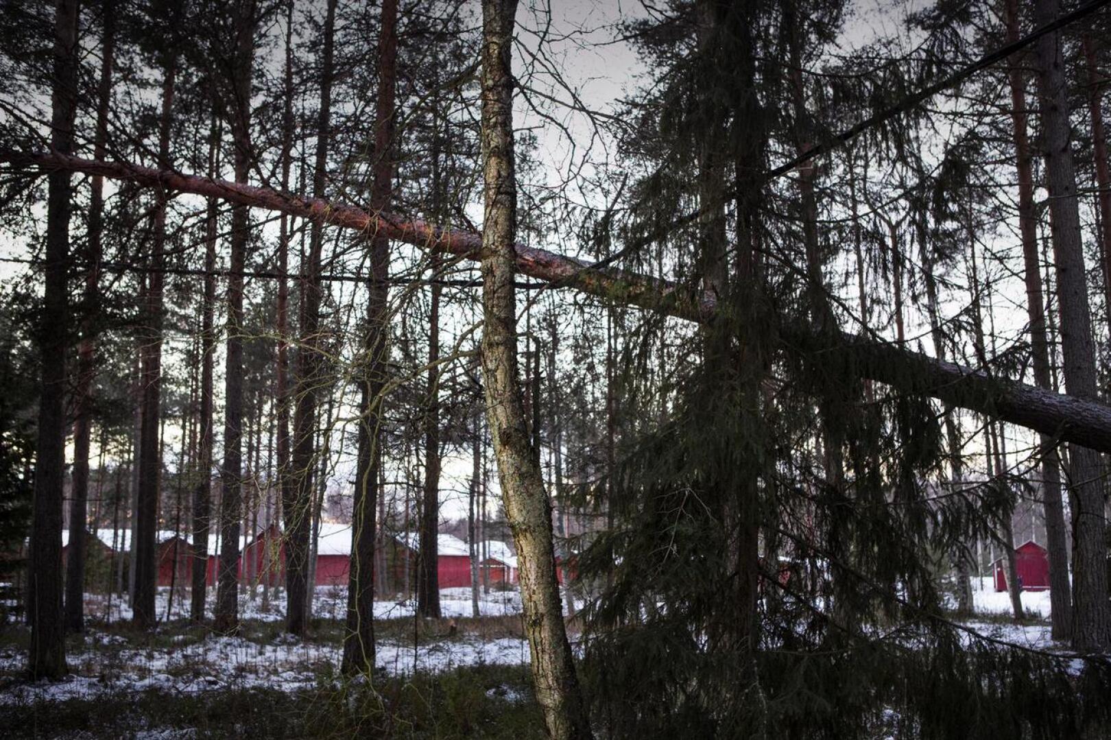 Kaatunut puu sähkölinjan päällä venevajojen läheisyydessä Kokkolassa Vanhan Veistämöntien vieressä.