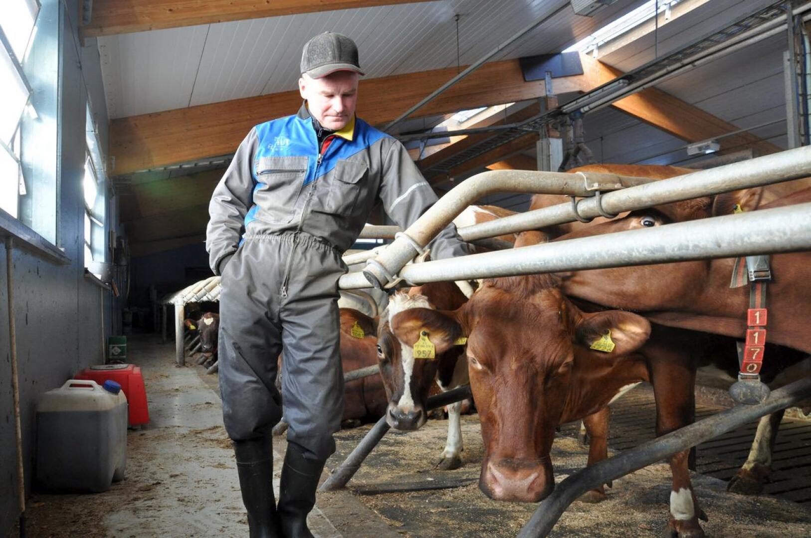 Arsi Kanala ja tilan paras lypsäjä Meri, joka tuottaa noin 14 000 litraa maitoa vuodessa.