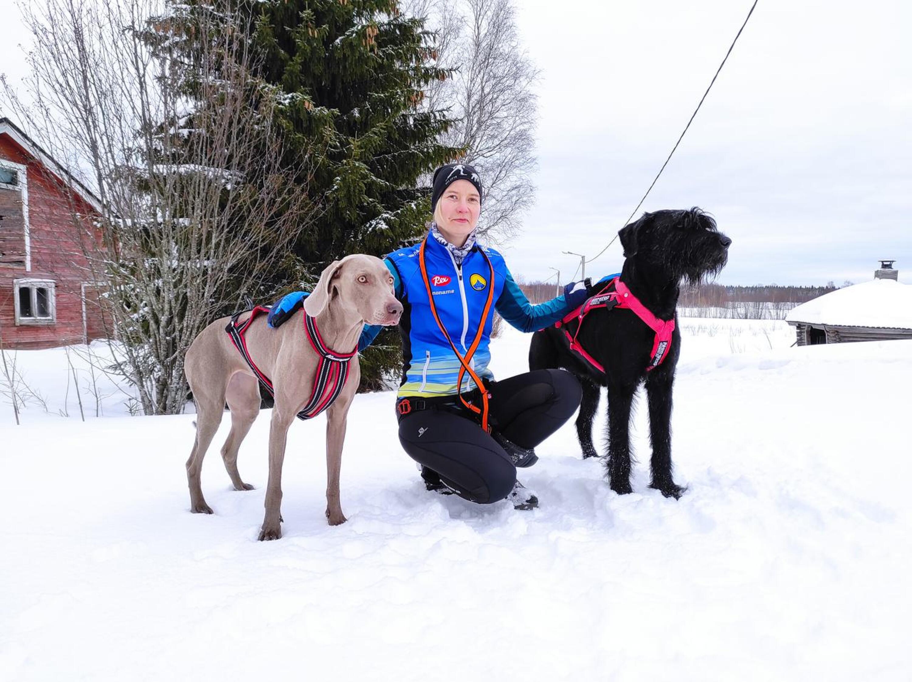 Koiran kanssa hiihtäessä hyvät varusteet ovat tärkeät jo turvallisuuden kannalta. Maria Kurttio harrastaa koirahiihtoa yhdessä koiriensa weimarinseisoja Busan ja suursnautseri Sharman kanssa.