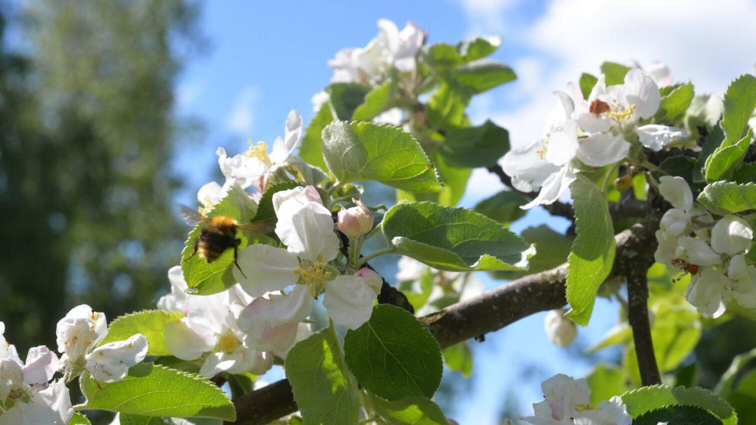 Kimalaiset rakastavat omenapuiden kukkia, ainakin puussa käyvästä surinasta ja pörinästä päätellen. 