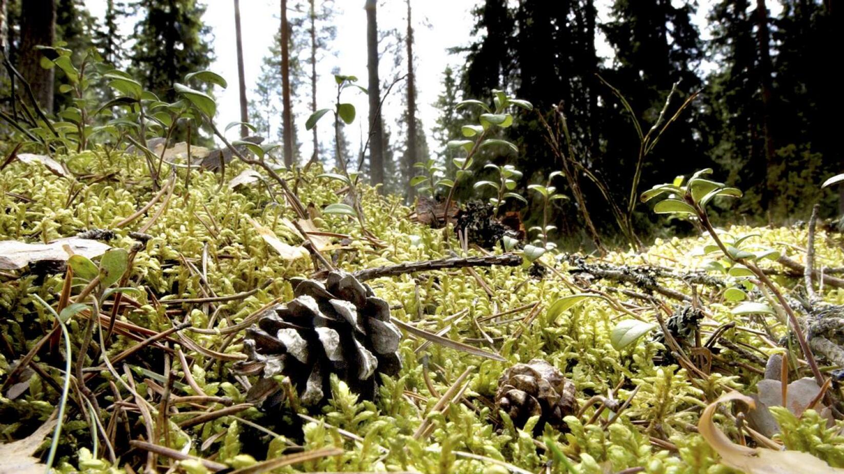Suomen metsäkeskus järjestää toimintojaan uudelleen ja käynnistää yt-neuvottelut. Työvoiman vähentämisellä haetaan 900 000 euron eli noin 15 henkilötyövuoden säästöjä.
