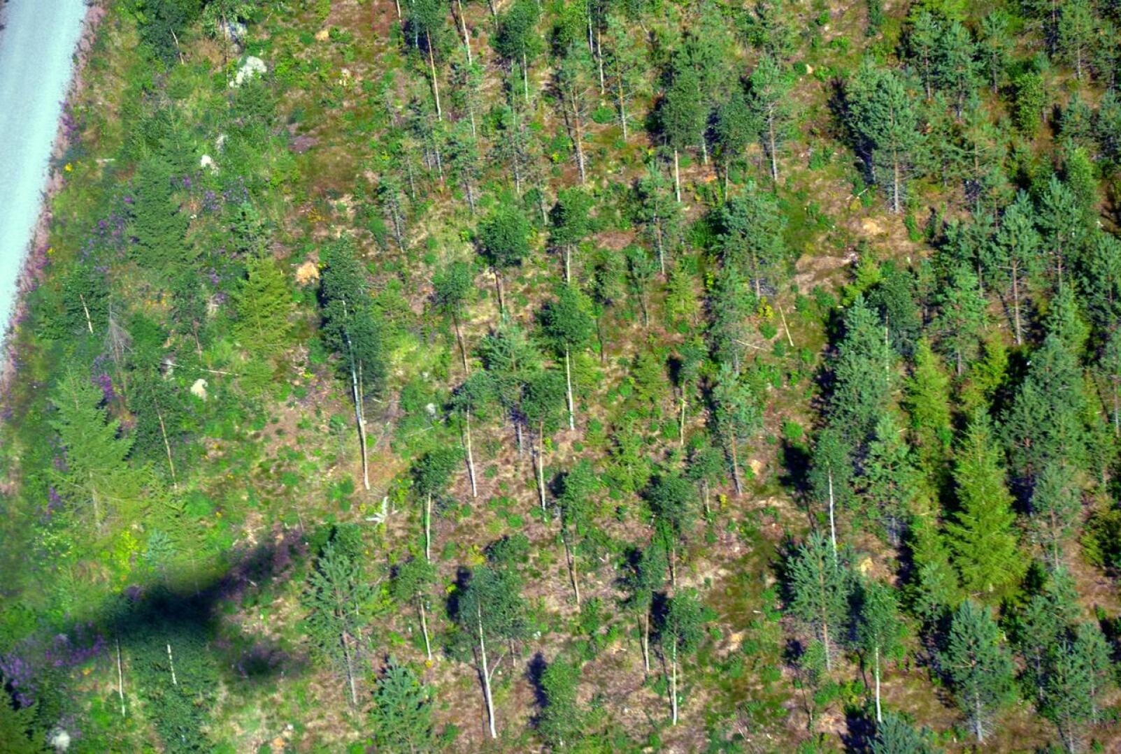 - Uusiutuva perusvoima tulee edelleen kasvuisista metsistämme. Vahvinta kotimaista, biovoimaa ei ole syytä unohtaa, Veli Pohjonen kirjoittaa.