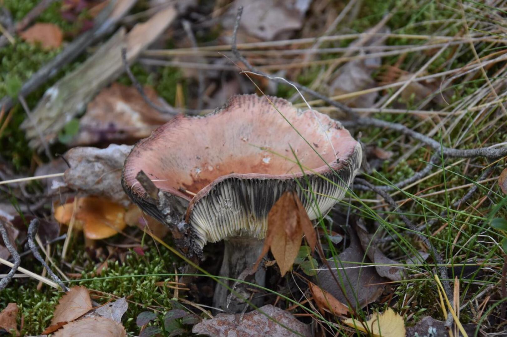 Syömäkelvoton. Kuvan sieni on kangashapero, joka vielä noin viikko sitten olisi ollut herkullinen ruokasieni. 