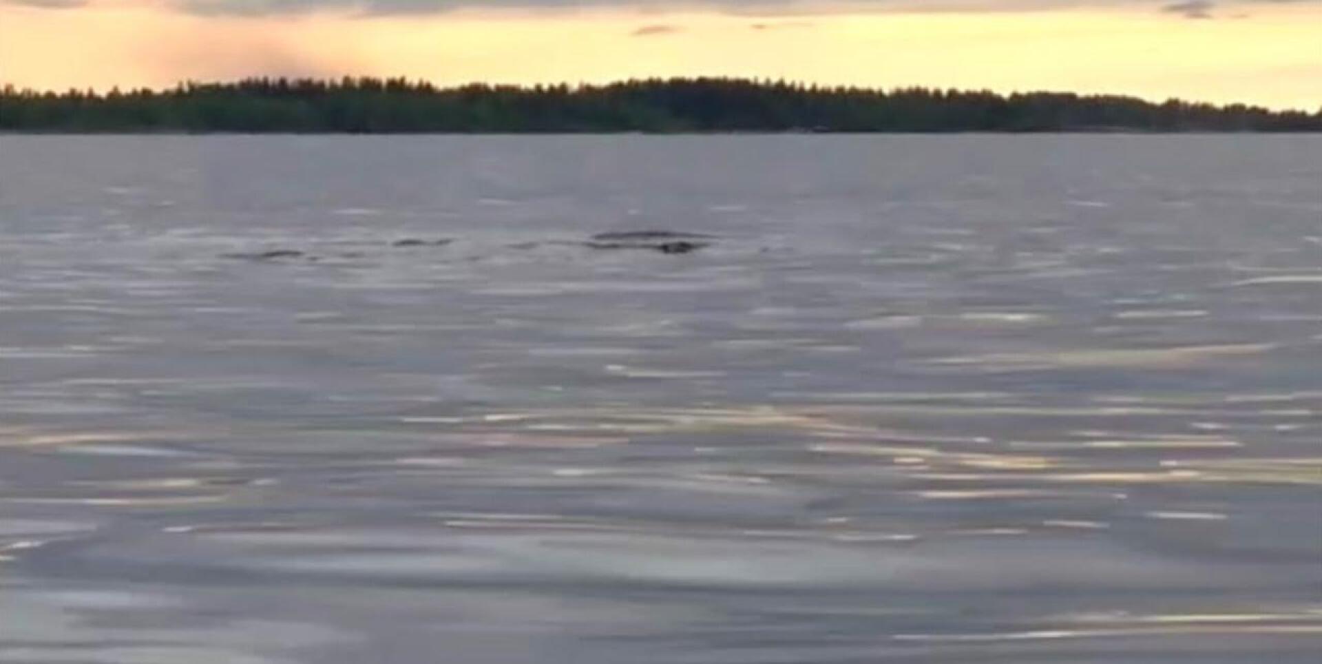 Tuntematon vedessä liikkuja ehkäpä valas bongattiin Marinkaisen edustalla kesäkuun lopulla. 