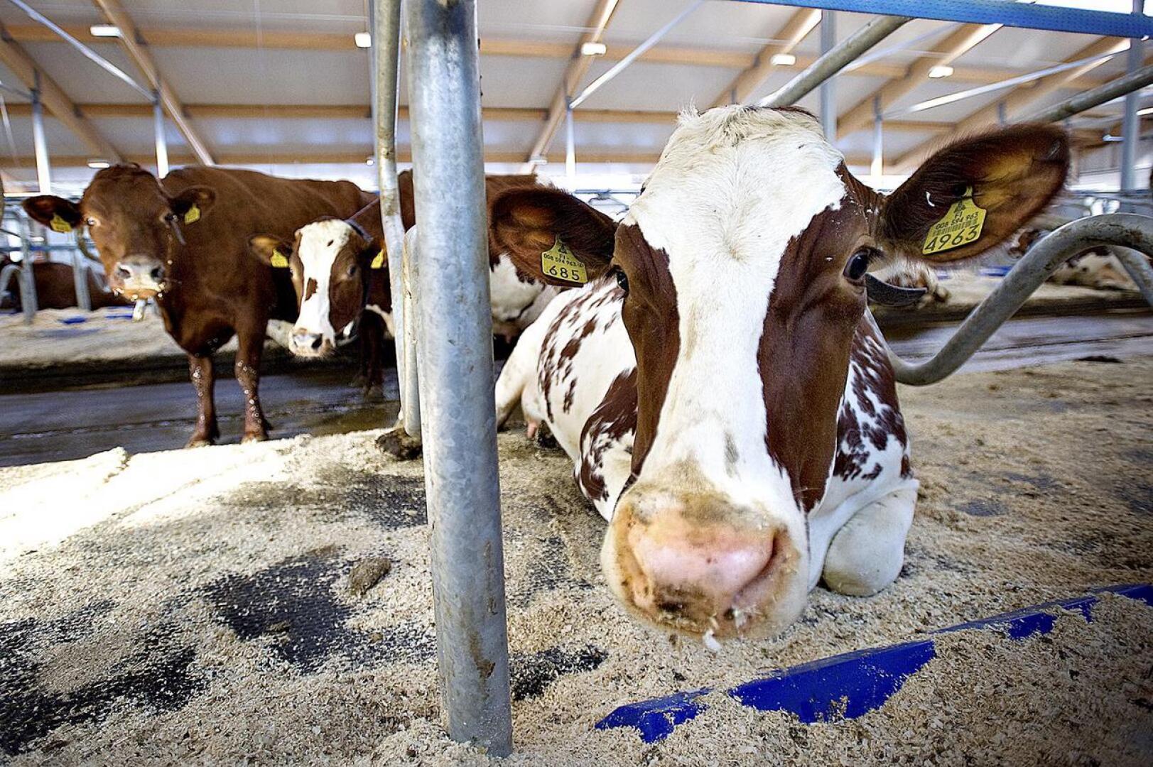 Monella nivalalaistilalla lehmät ovat lypsäneet laadukasta maitoa jo vuosikymmeniä.