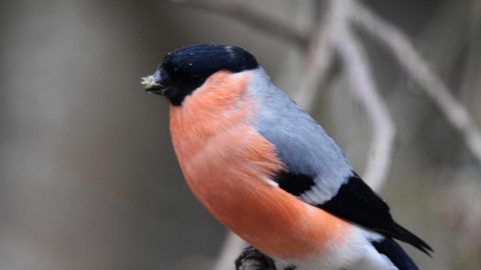 Monet lintulajit varastoivat talveksi ruokavarastoja ja niiden paino nousee talvella suuremmaksi kuin kesällä. Toiset lajit myös tankkaavat ravintoa syksyllä ja tämä nostattaa lintujen painoa. Paino on talvella noin 10-20 prosenttia kesää korkeampi.
