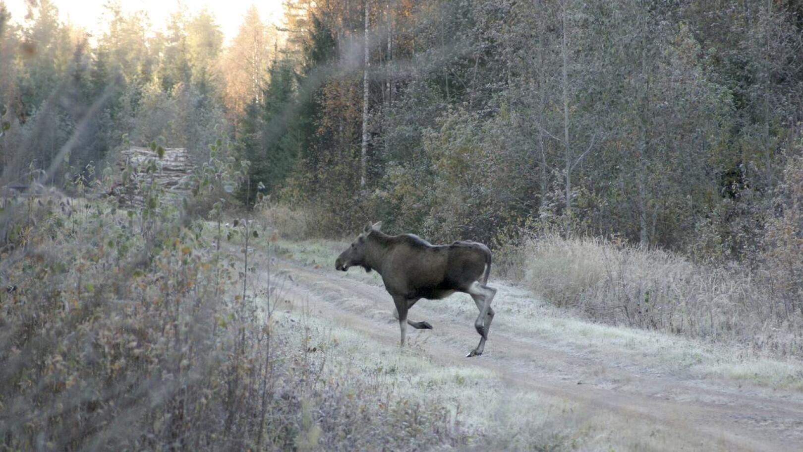 Metsästäjien arvion mukaan Haapaveden metsiin jäi jahdin loputtua talvehtimaan 126 hirveä.
