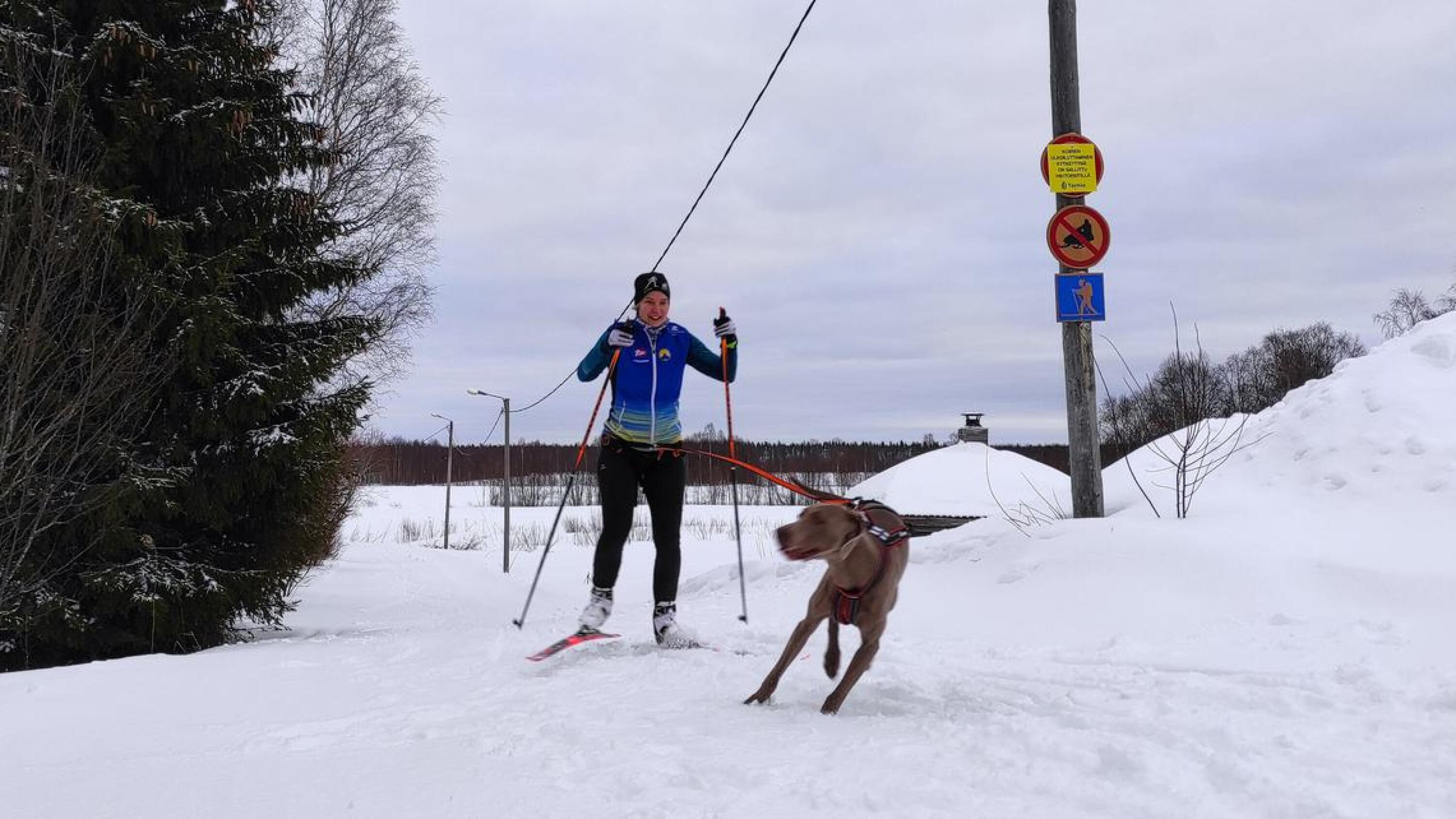 Koirahiihdossa voidaan mennä monta kertaa metsään ja ojaan, mutta onneksi lumi on hyvä pehmuste. Maria Kurttio treenaa koiriensa kanssa Raumon koiraladulla Torniossa.