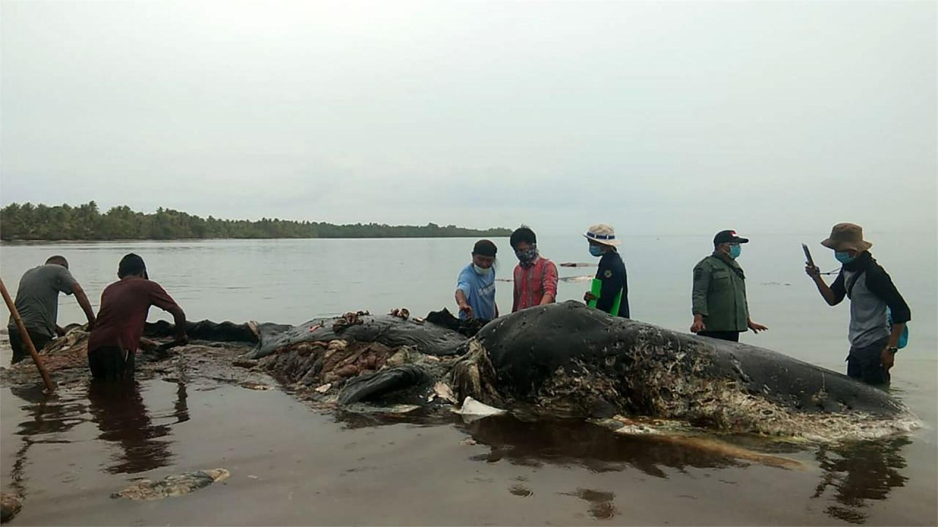 Liki 10-metrinen valas löytyi kuolleena rantavedestä Sulawesin saarella. LEHTIKUVA/AFP