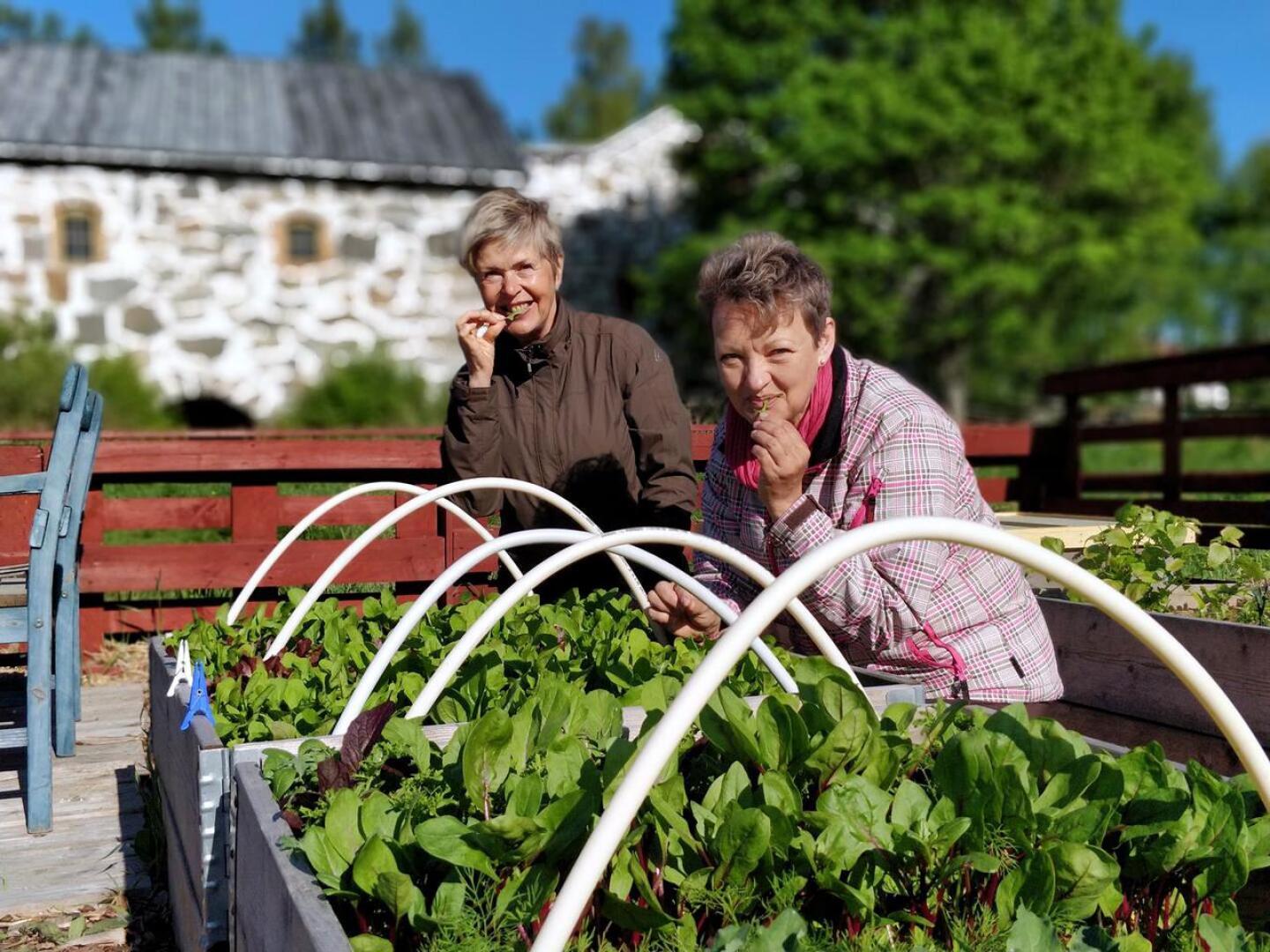 May Nyman ja Aino 
Tapanainen 
maistelevat jo 
salaattia suoraan 
viljelylaatikosta. 
Kevät on kirittänyt 
komeaan kasvuun myös pinaatin, palmukaalin, tillin ja puna-
juuren.