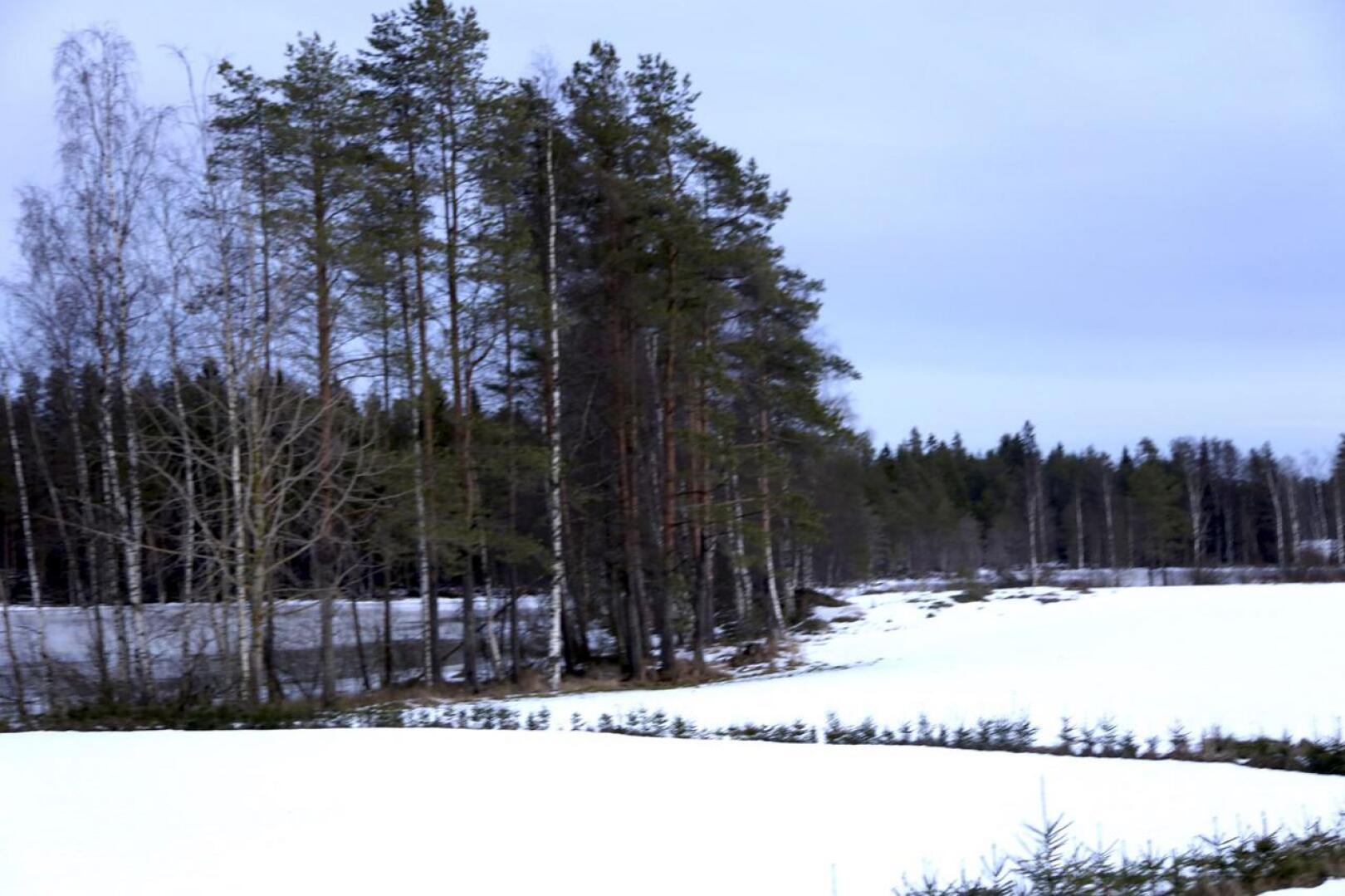 Hoikkalampi sijaitsee Perho-Kivijärvi -tien varrella, mutta lampi ei Reijo Kivelän mukaan ole Perhonjoen alkujuuri. 