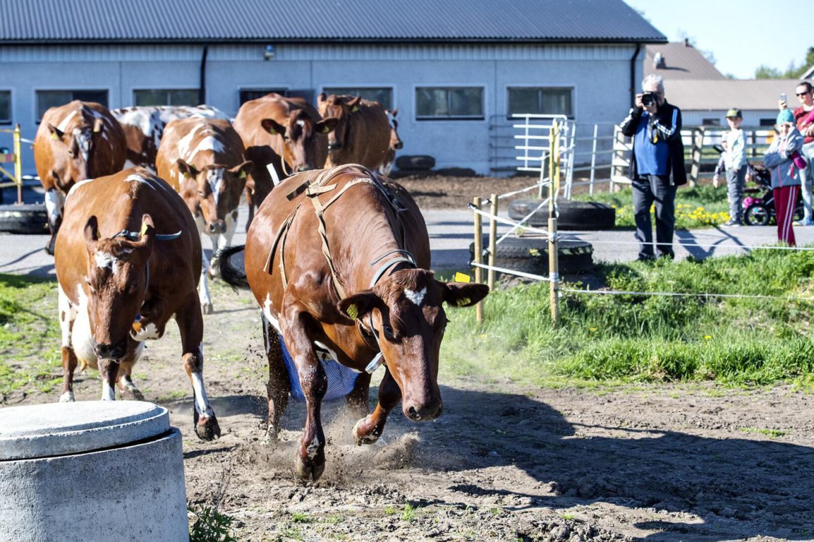 Lehmät intoutuivat hypähtelemään päästessään ensimmäistä kertaa ulos Keski-Pohjanmaan ammattiopiston opetusmaatilalla.