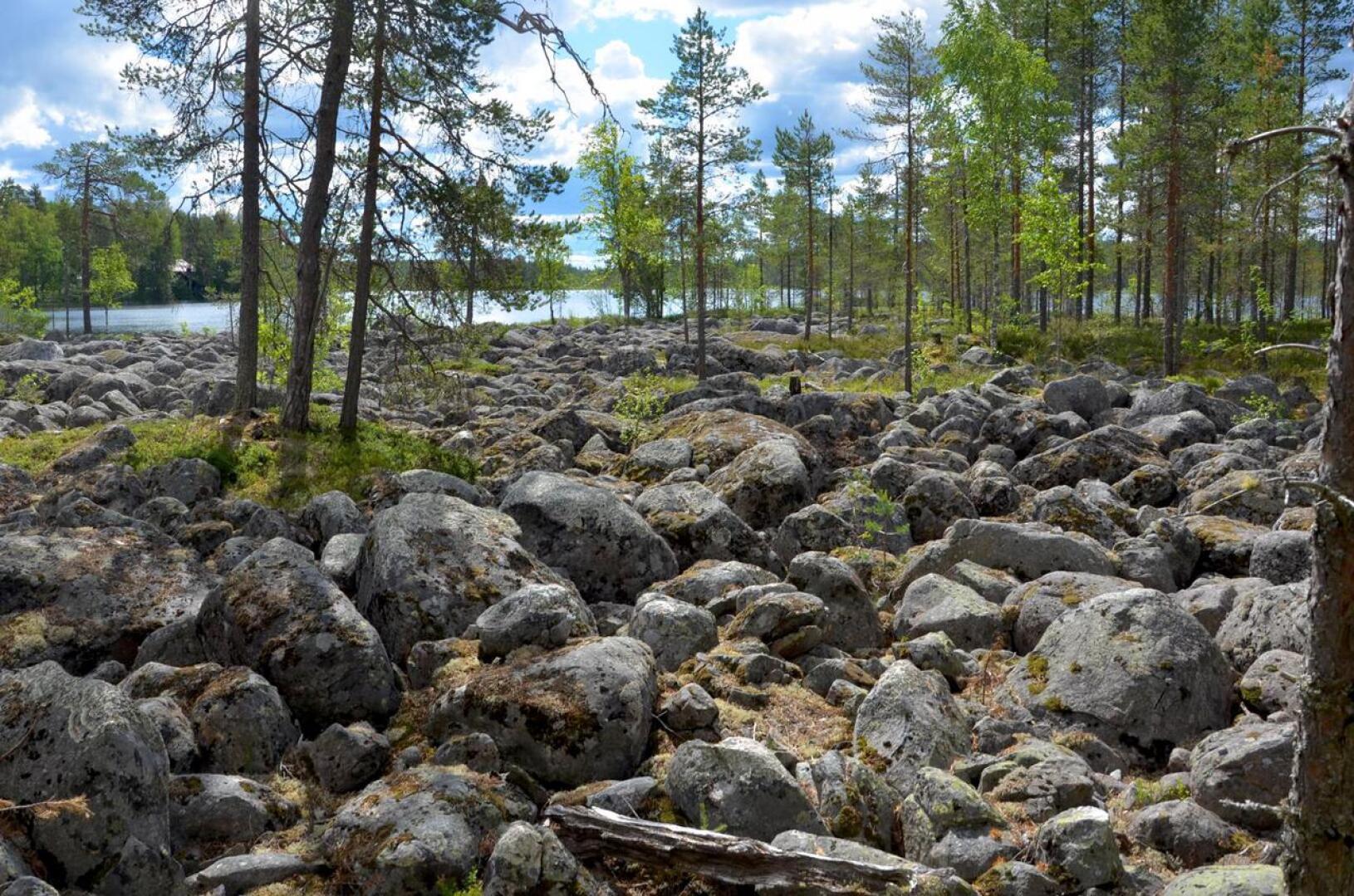 Salamajärven kansallispuistossa on paljon pirunpelloiksi kutsuttuja karuja kivikkoja.