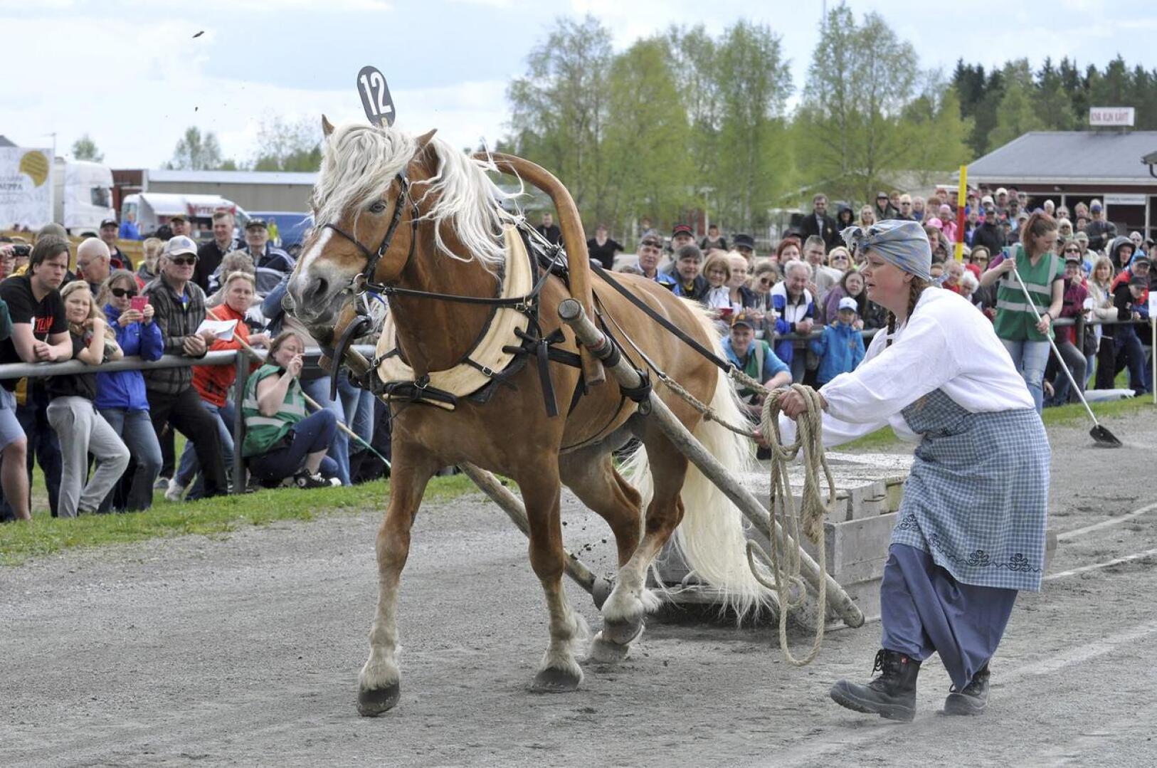 Suomenhevoset kisaavat työmestaruuksista heinäkuussa Nivalassa. Kuva vuoden 2016 kilpailuista Ylivieskasta, joissa mukana olivat Heini Kuukka ja myöhemmin Suomen juhlavuoden kansallisena kummihevosena toiminut Esu.