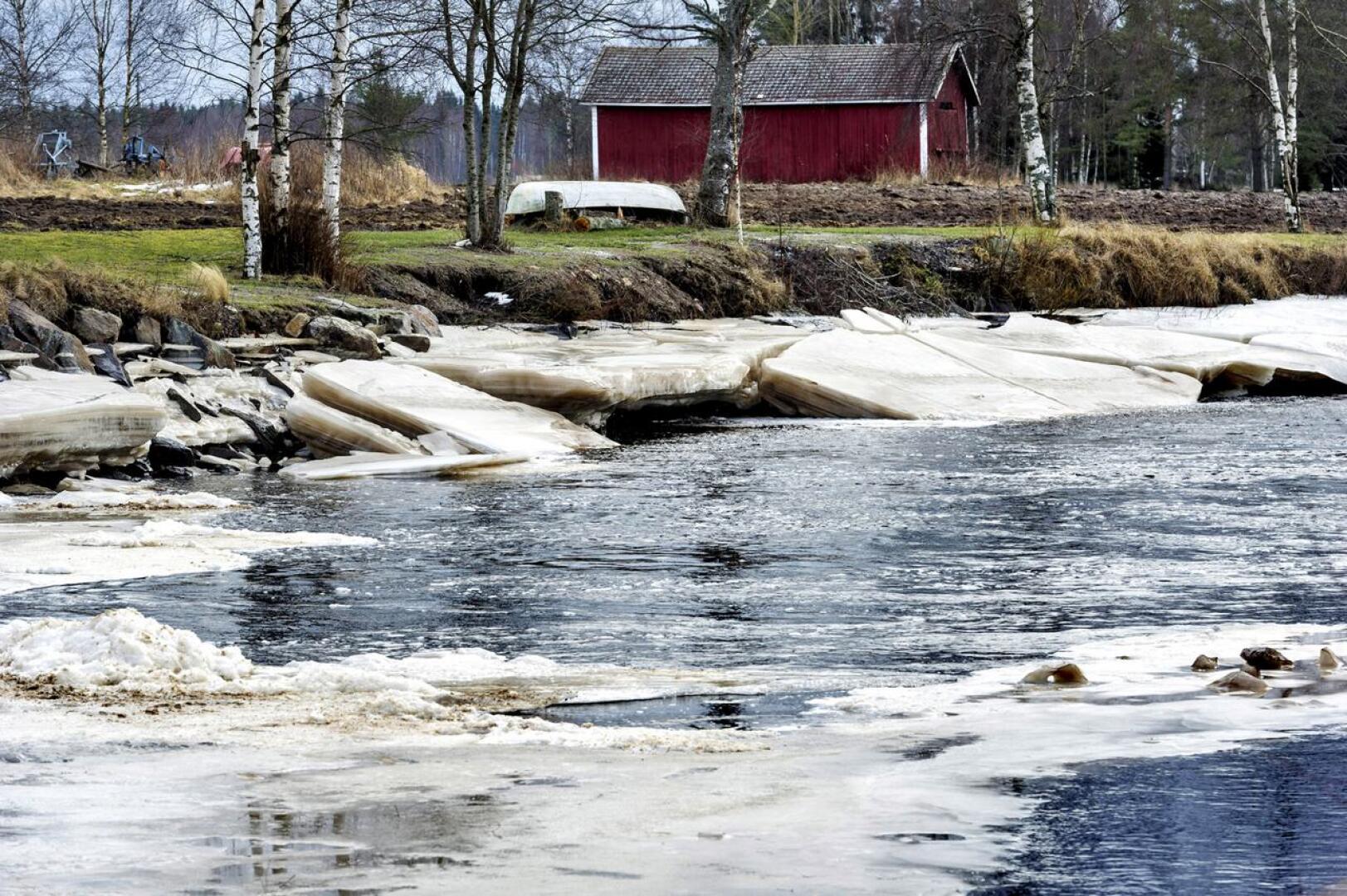 Pohjalaisjokien hyyderiski pieneni tammikuussa jokien jääpeitteen lisääntyessä ja virtaamien pienetessä. Kuva Perhonjoelta Alavetelistä  maaliskuulta 2014.