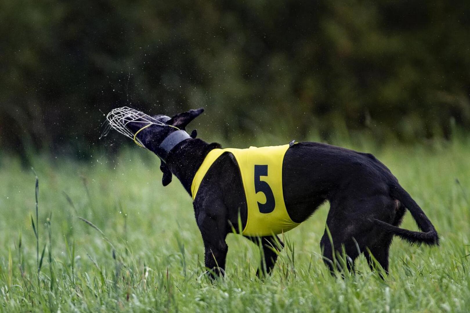 Kilpailuissa koirilla on yllään numeromantteli.