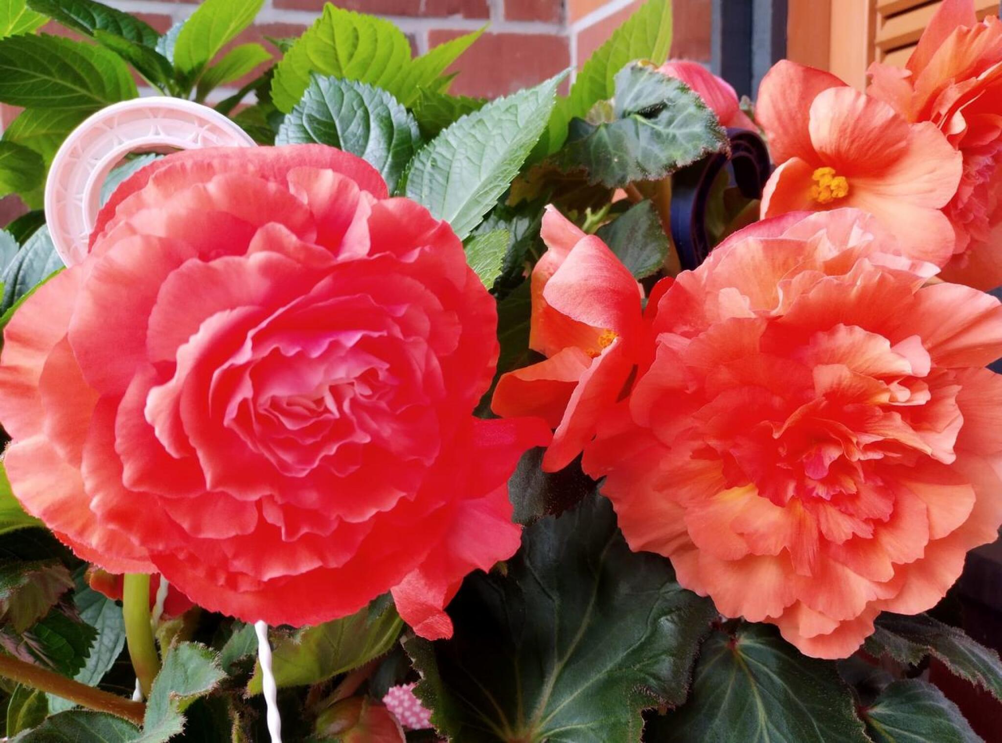 Mummon ruusubegonioiden loistoa.