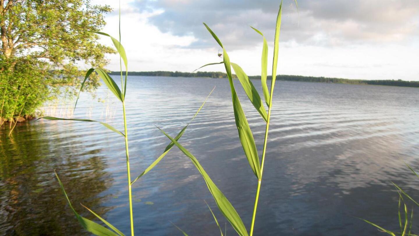 Perhonjokilaakson vesistöissä ei ole toistaiseksi uhkaa sinilevästä.