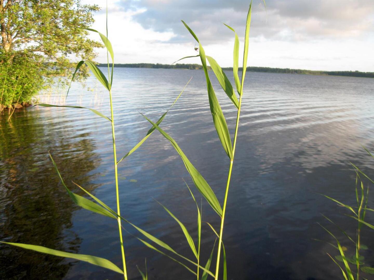 Perhonjokilaakson vesistöissä ei ole toistaiseksi uhkaa sinilevästä.