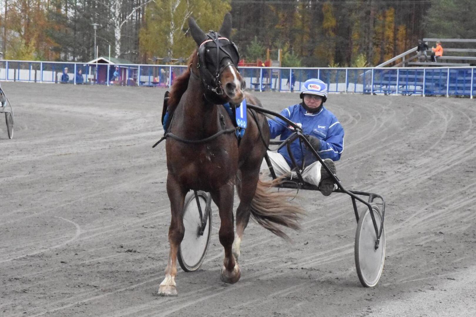 Reino Salmelan Sillankorvan Ari on aloittanut kilpailu-uransa hienosti. Nikulassa ori juoksi kolmannen voittonsa kolmannessa startissaan.