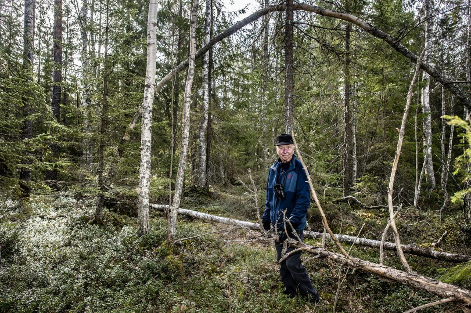 Lumi on painanut puita kaarelle Seppo Pudaksen perintömetsässä, jonka hän on lahjoittanut Luonnonperintösäätiölle.