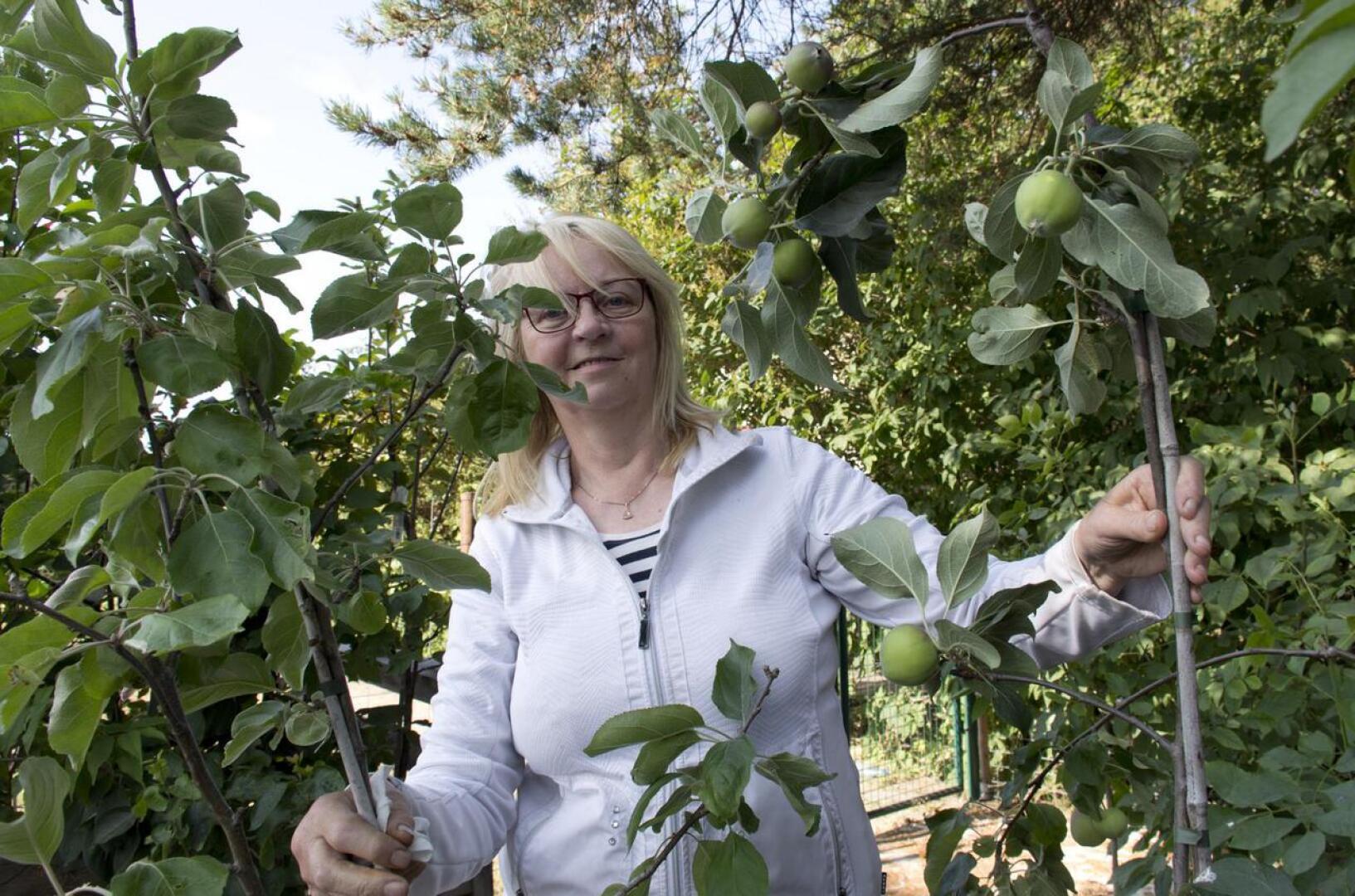 Omenapuitakin voi istuttaa vielä pitkälle syksyyn, neuvoo Eija Hanhineva.