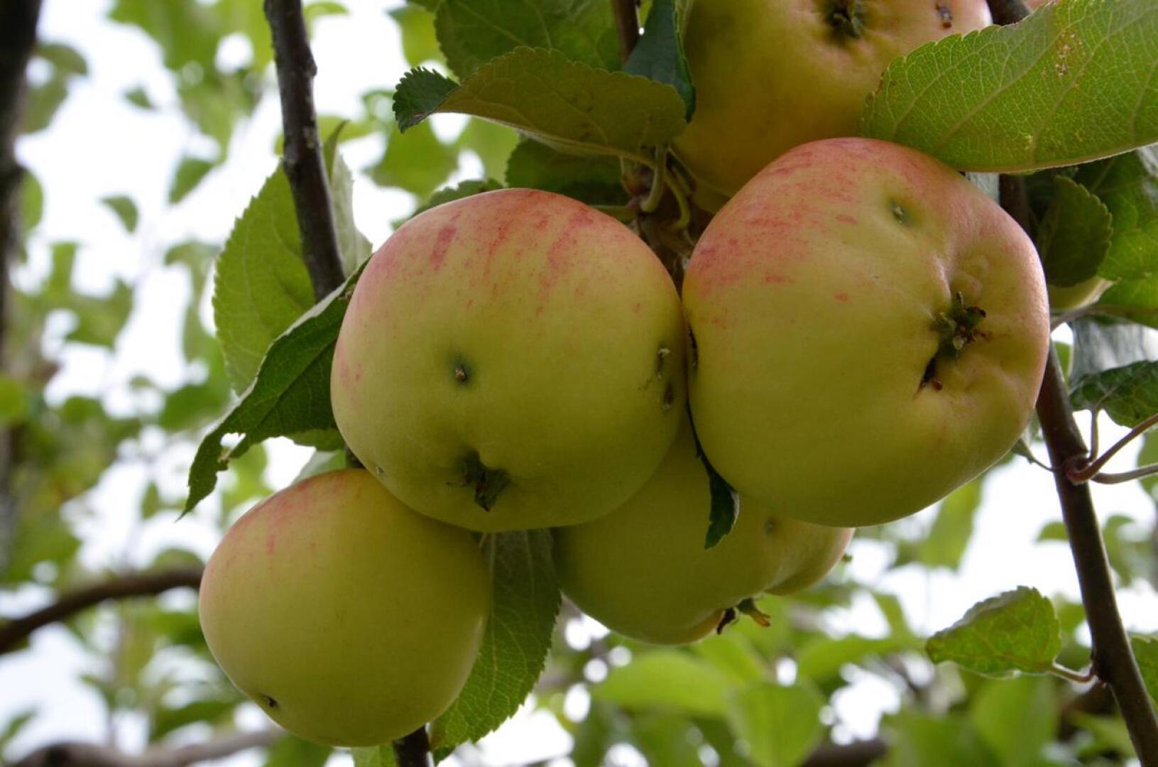 Kotipuutarhoilla omenasatoa on jonkin verran verottanut tänä vuonna pihlajanmarjakoi. 