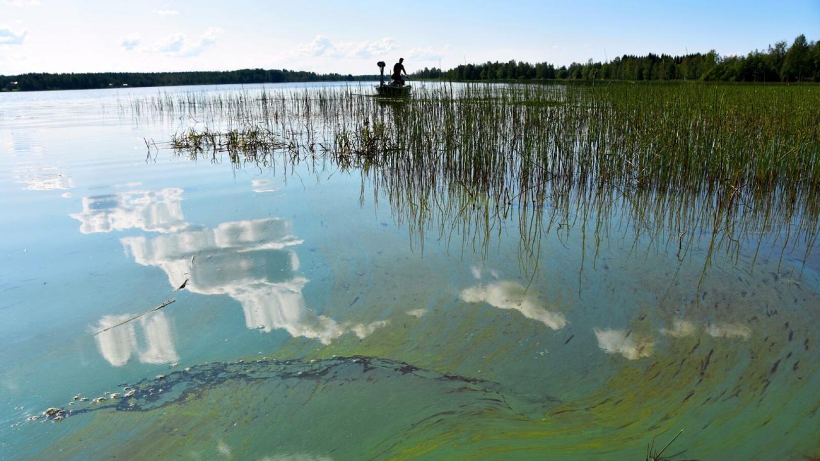 Viime kesänä sinilevätilanne oli molemmilla Vatjusjärvillä paha. Nyt Pienen Vatjusjärven näytteet ovat olleet puhtaita kahden viikon ajan.