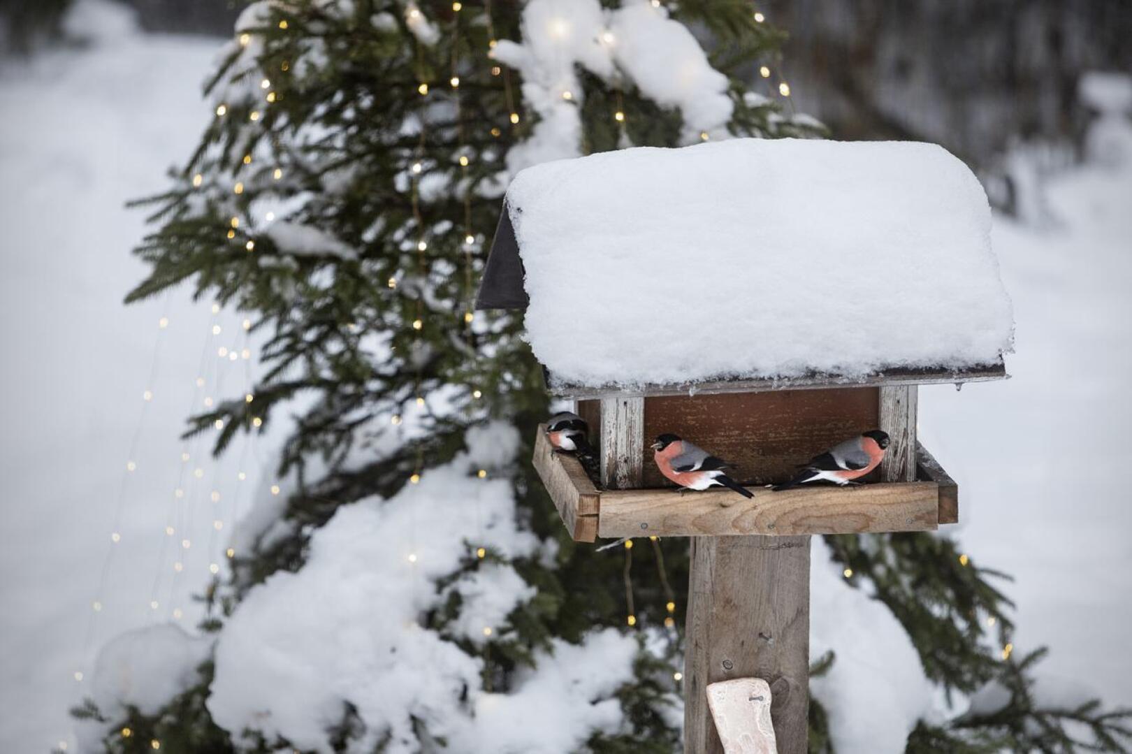 Linnut uskaltavat tulla lintulaudalle syömään, kun välillä voi mennä joulukuuseen suojaan. Punatulkkuja käy ainakin kolme.