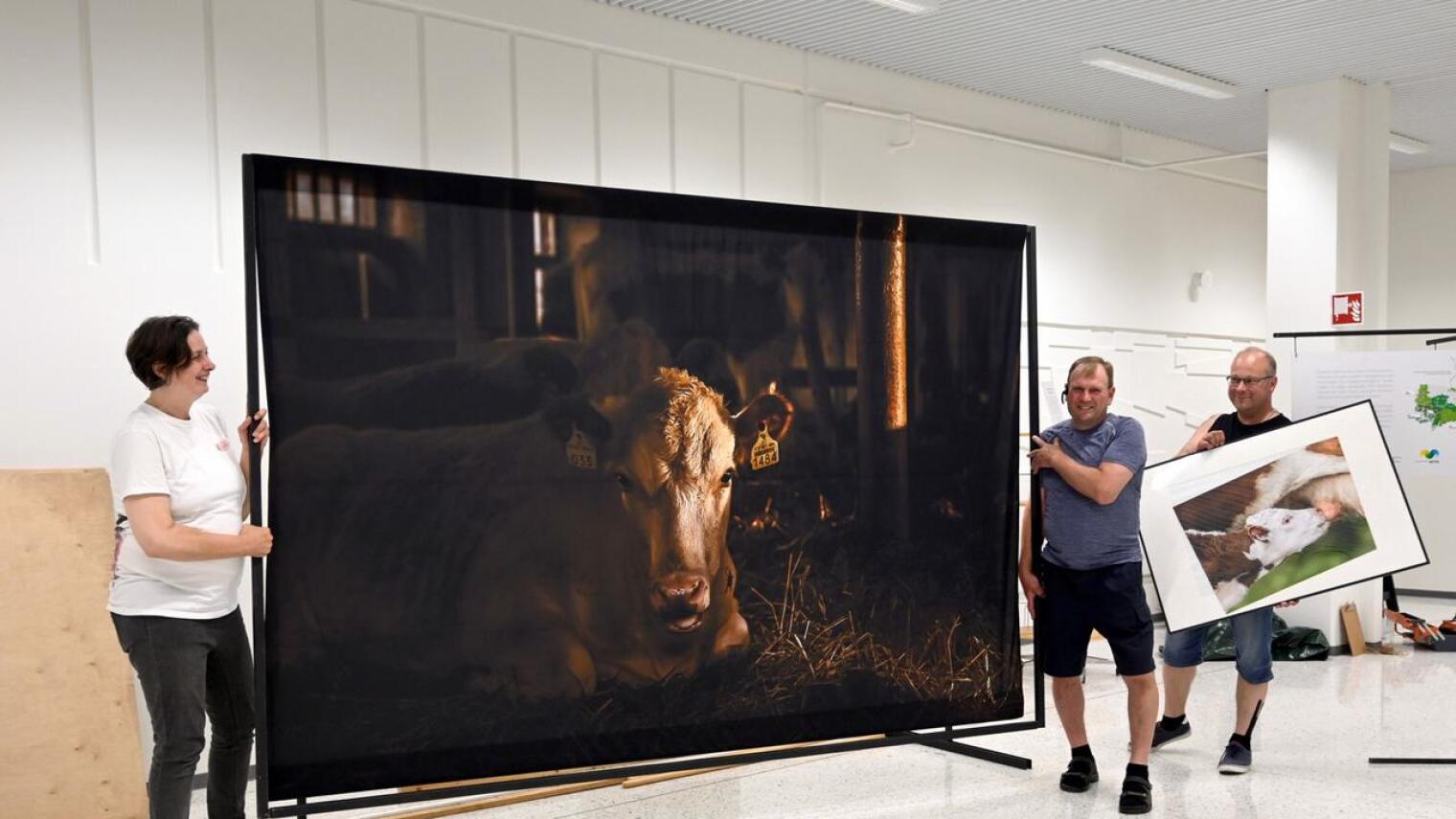 Katja Mahal, Allan Sysimetsä ja Vesa Isolankila pystyttävät Jos lehmät puhuisivat -näyttelyä Kallentorille.