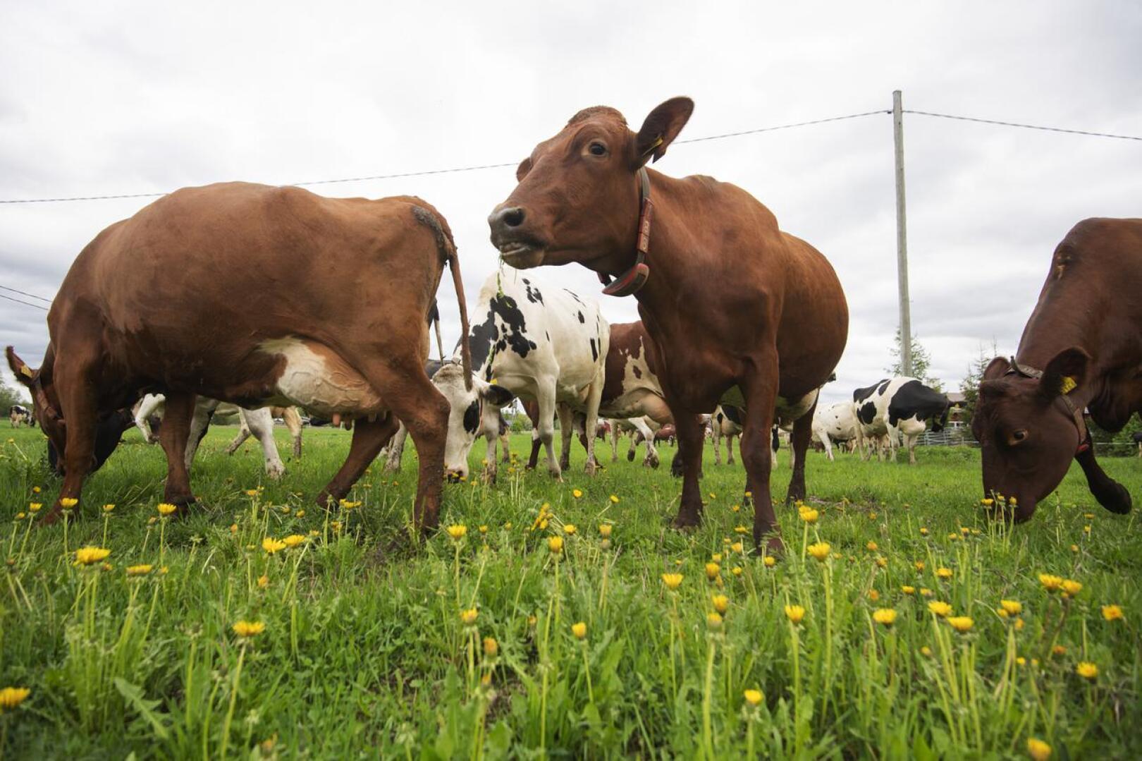 Välitä viljelijästä -projektin uusista asiakkaista noin puolet ovat maitotilallisia.