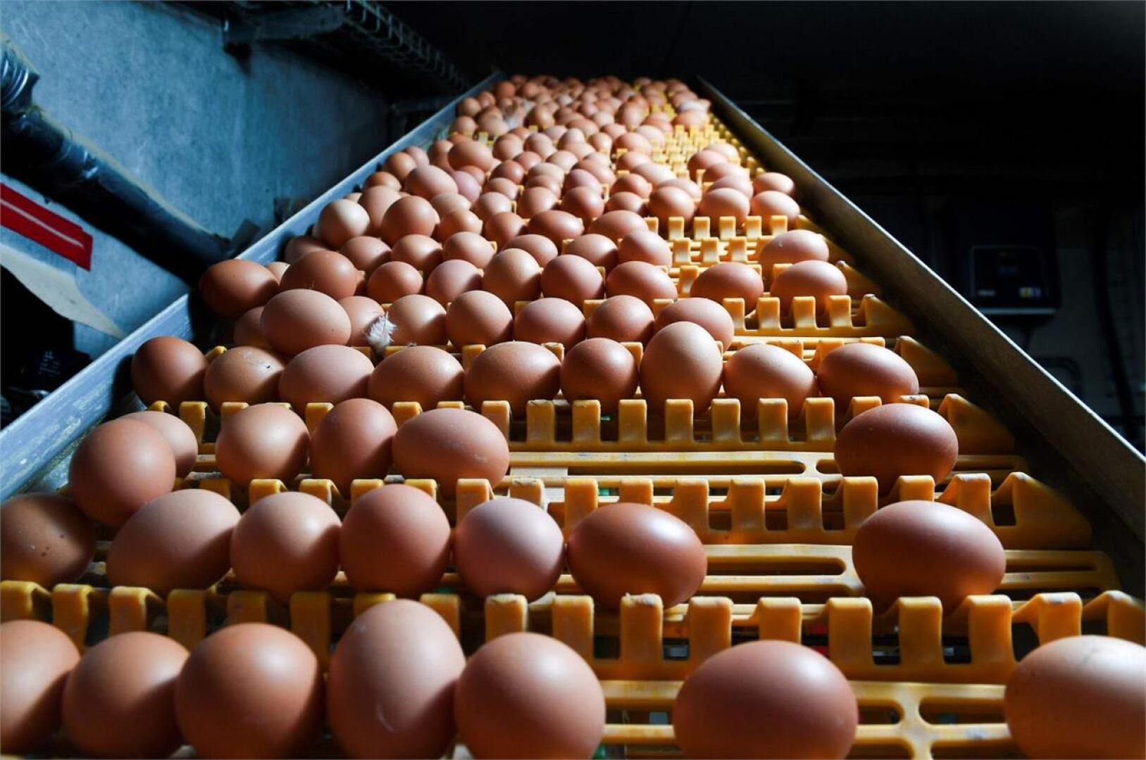 Hyönteismyrkkyjäämiä sisältäviä kananmunia löydettiin nyt Italiasta. Myrkkymunia on aiemmin huomattu ympäri Eurooppaa sekä Hongkongissa. LEHTIKUVA/AFP