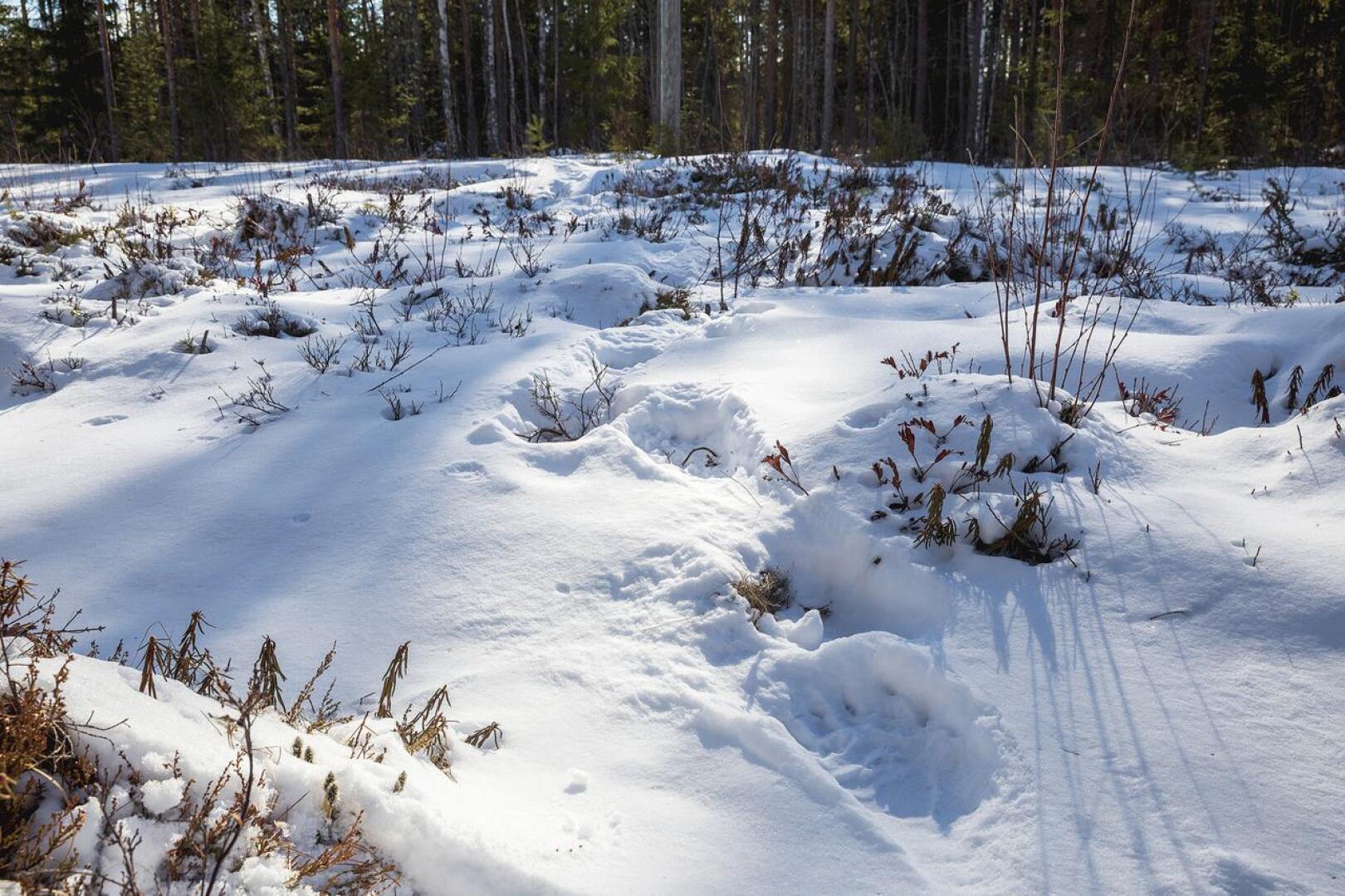 Seppo Aho kuvasi karhun jäljet Sulkakylällä sunnuntaina.