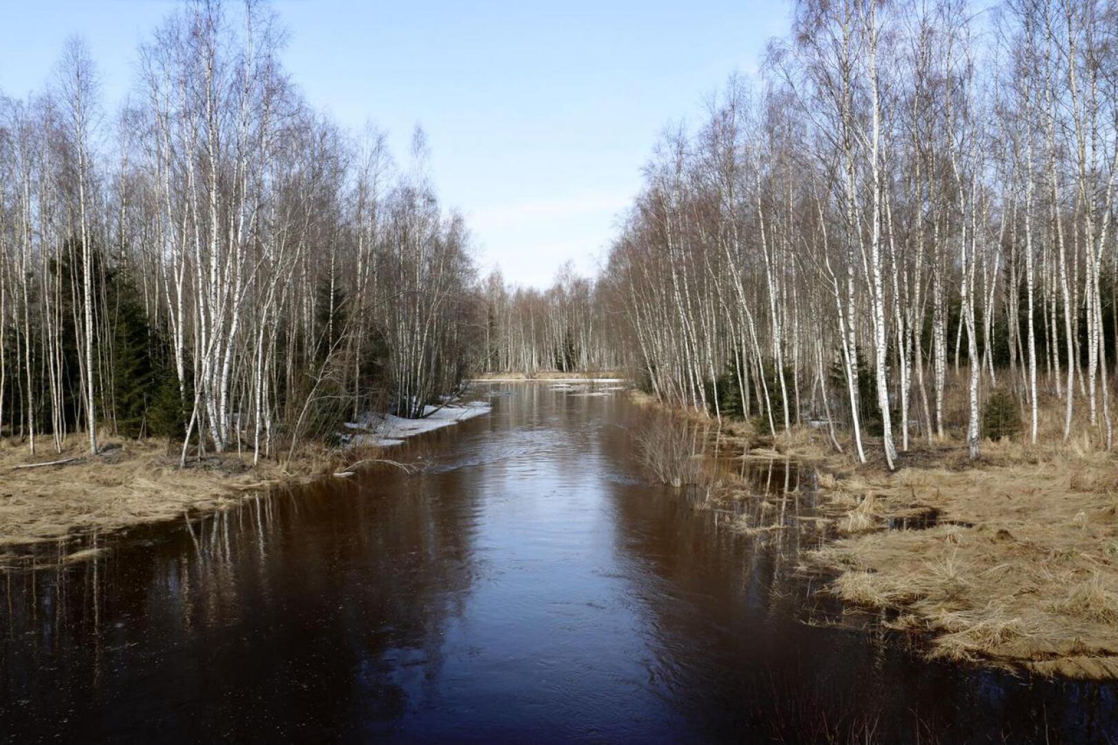Kokkolassa Perhonjoen sivuhaarassa, Vitsarin ja Rödsön välillä, vesi on nousemassa yli äyräidensä.