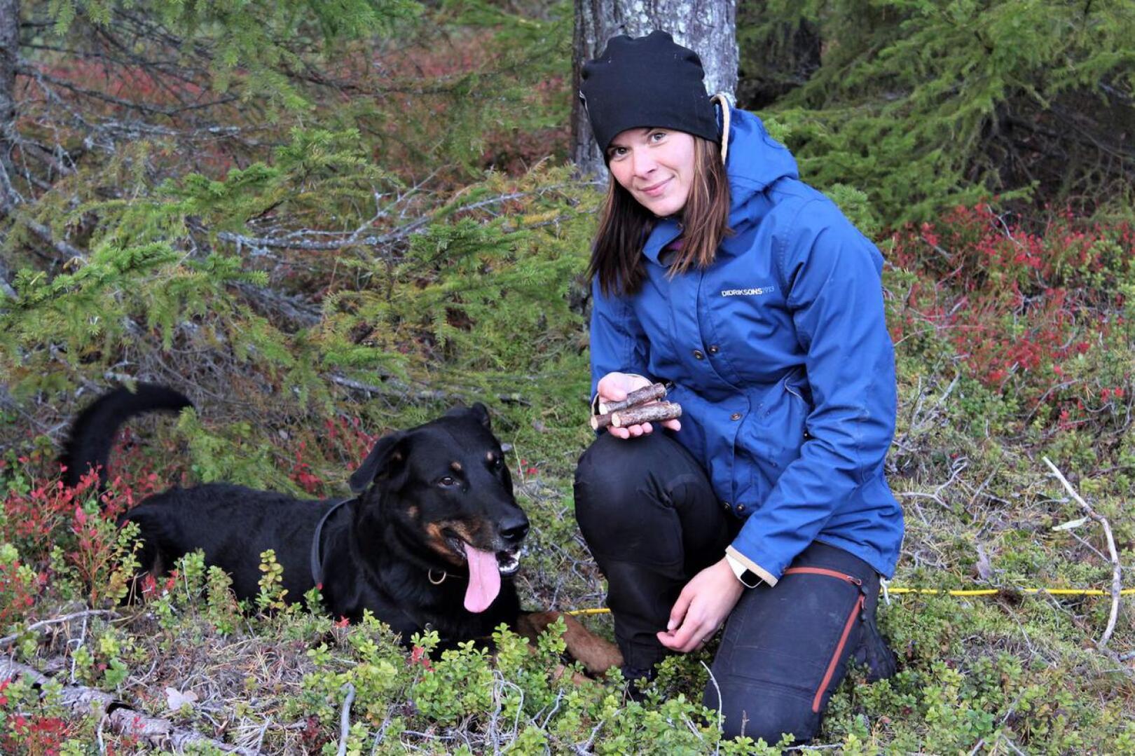 Uusikaarlepyyläisen koiraharrastaja Sofia Laitalan viisivuotias beaucenpaimenkoira Ozzy löysi metsäjäljeltä kaikki sinne laitetut jälkikepit.