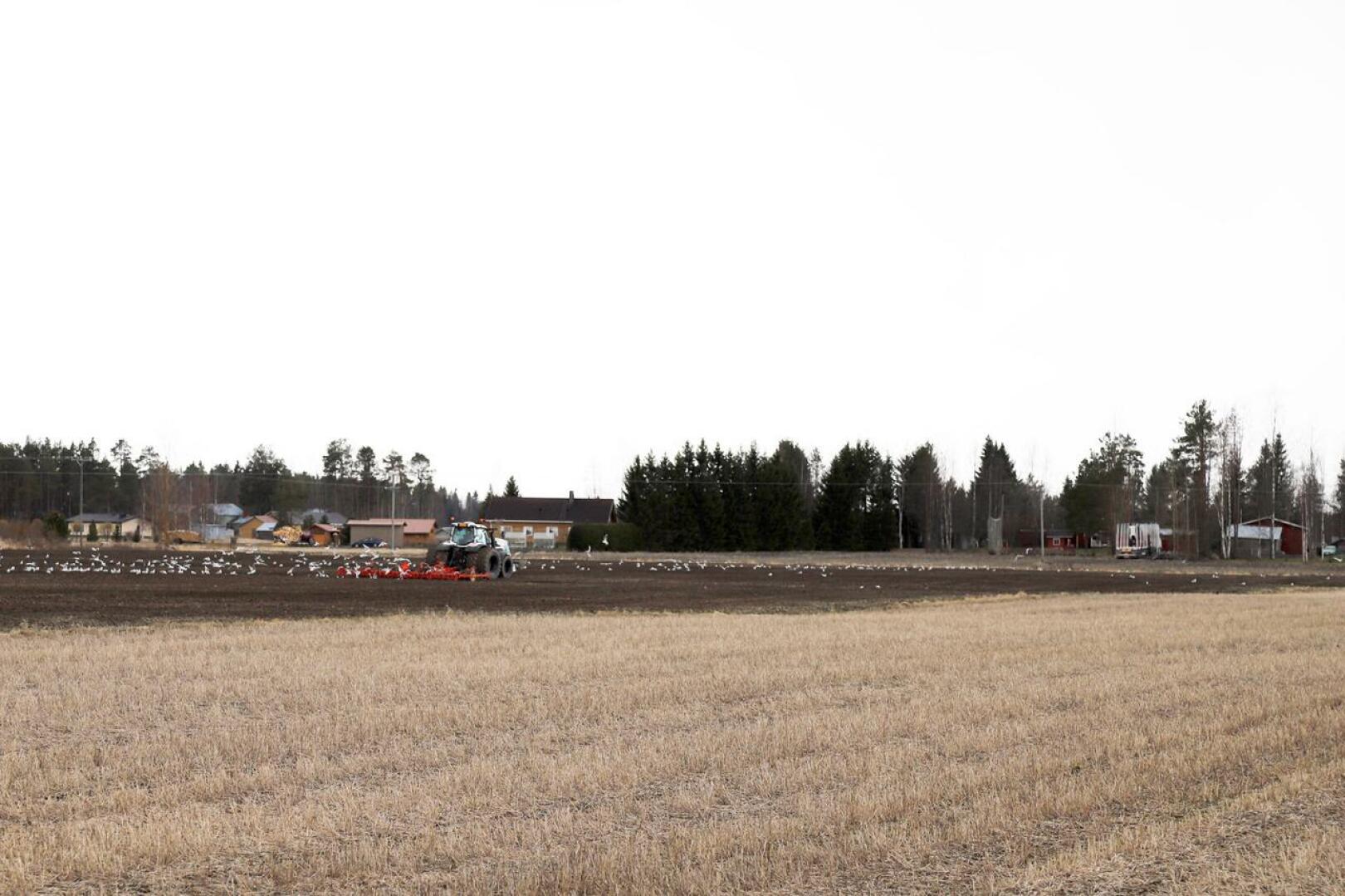 Niemelänkylän laajoilla peltoaukeilla ovat kylmästä keväästä huolimatta käynnissä peltotyöt.